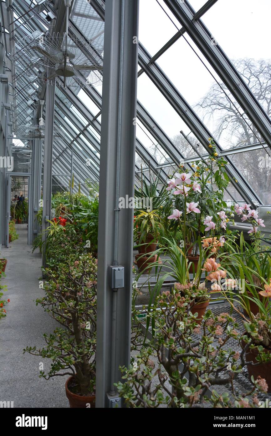Spring Stock Image Ma Spring flowers in a greenhouse in Boston, Massachusetts Stock Photo - Alamy