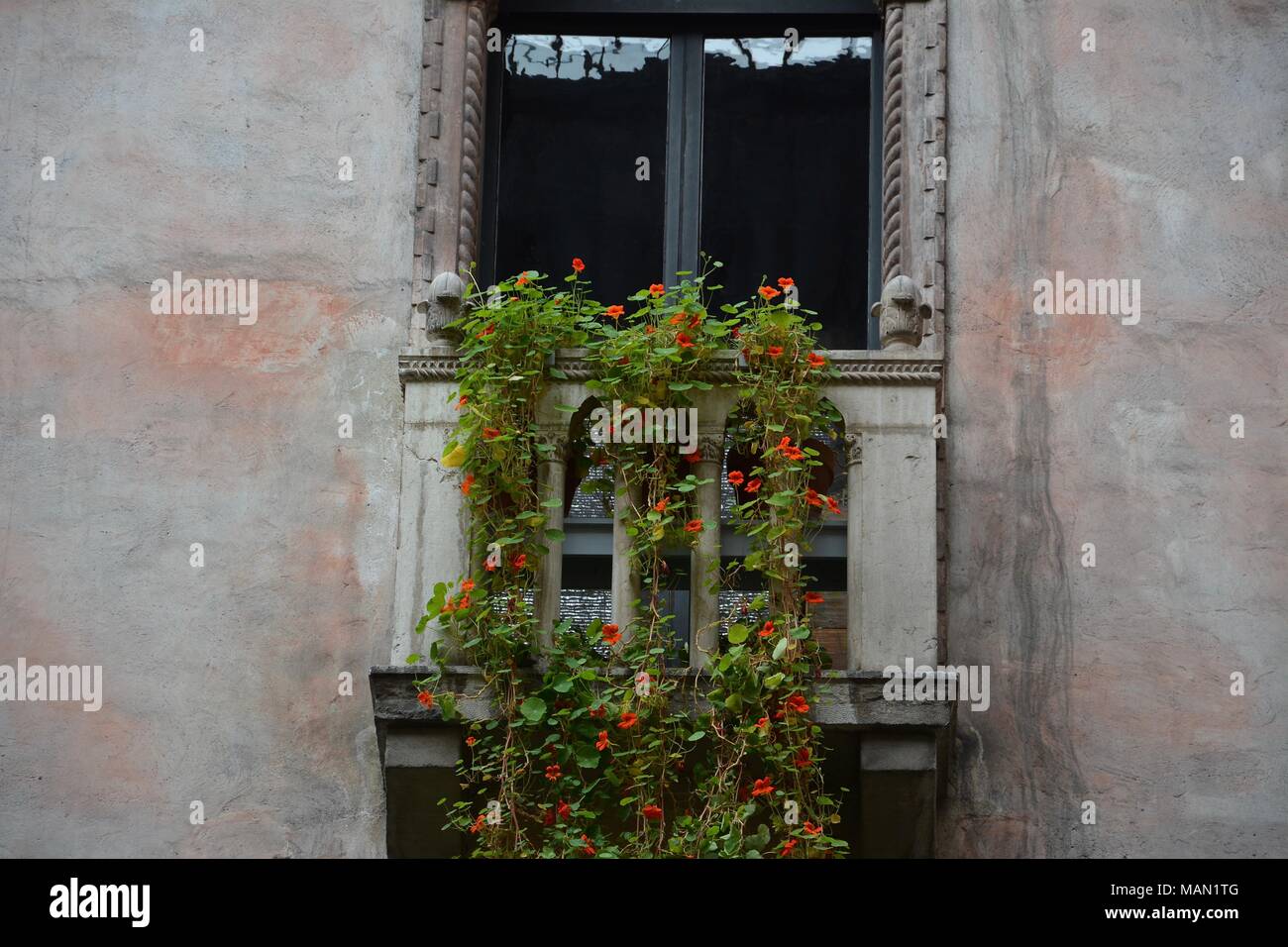 The Hanging Nasturtiums in the atrium of the Isabella Stewart Gardner