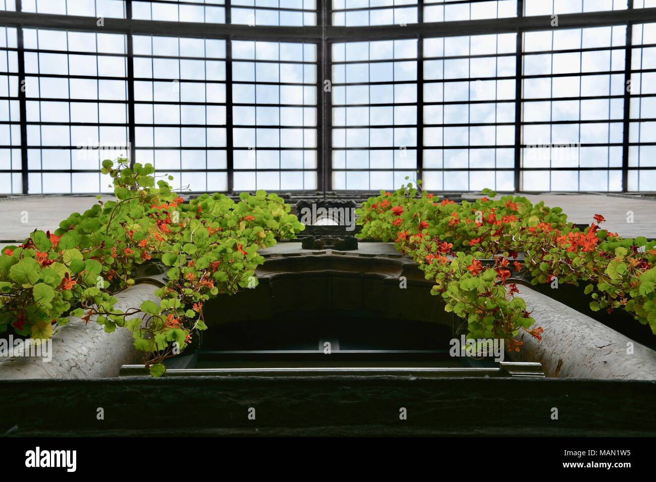 The Hanging Nasturtiums in the atrium of the Isabella Stewart Gardner