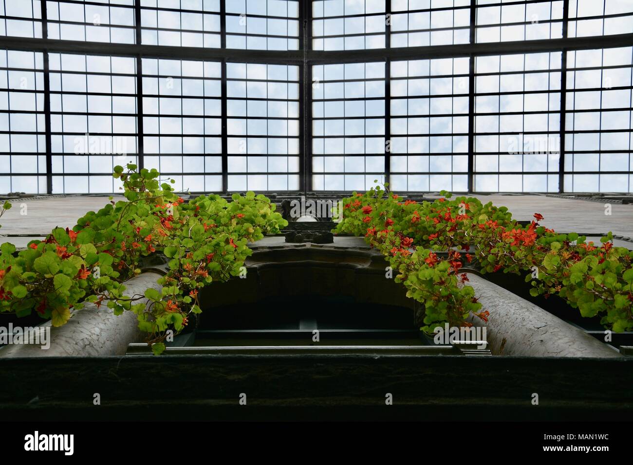 The Hanging Nasturtiums in the atrium of the Isabella Stewart Gardner