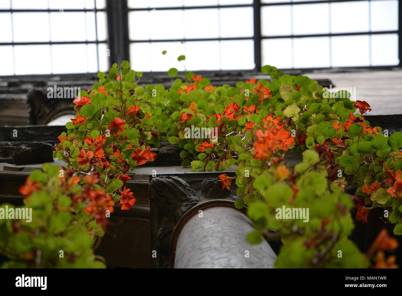The Hanging Nasturtiums in the atrium of the Isabella Stewart Gardner