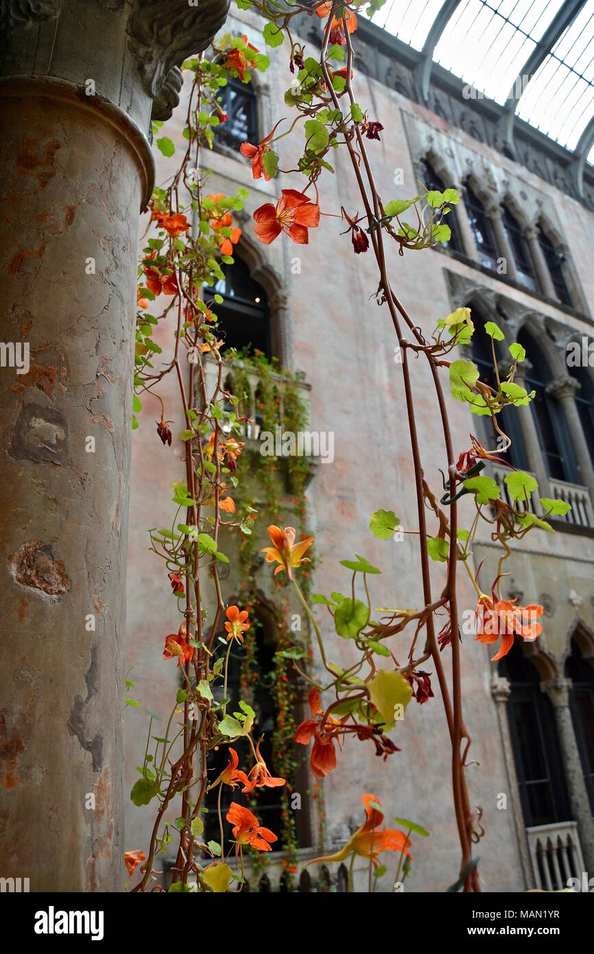 The Hanging Nasturtiums in the atrium of the Isabella Stewart Gardner