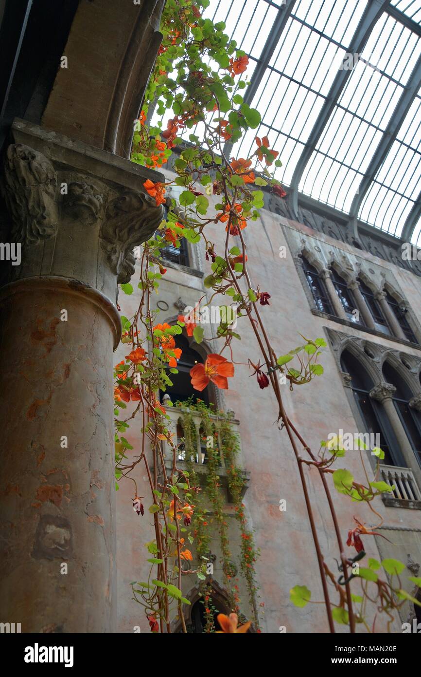 The Hanging Nasturtiums in the atrium of the Isabella Stewart Gardner