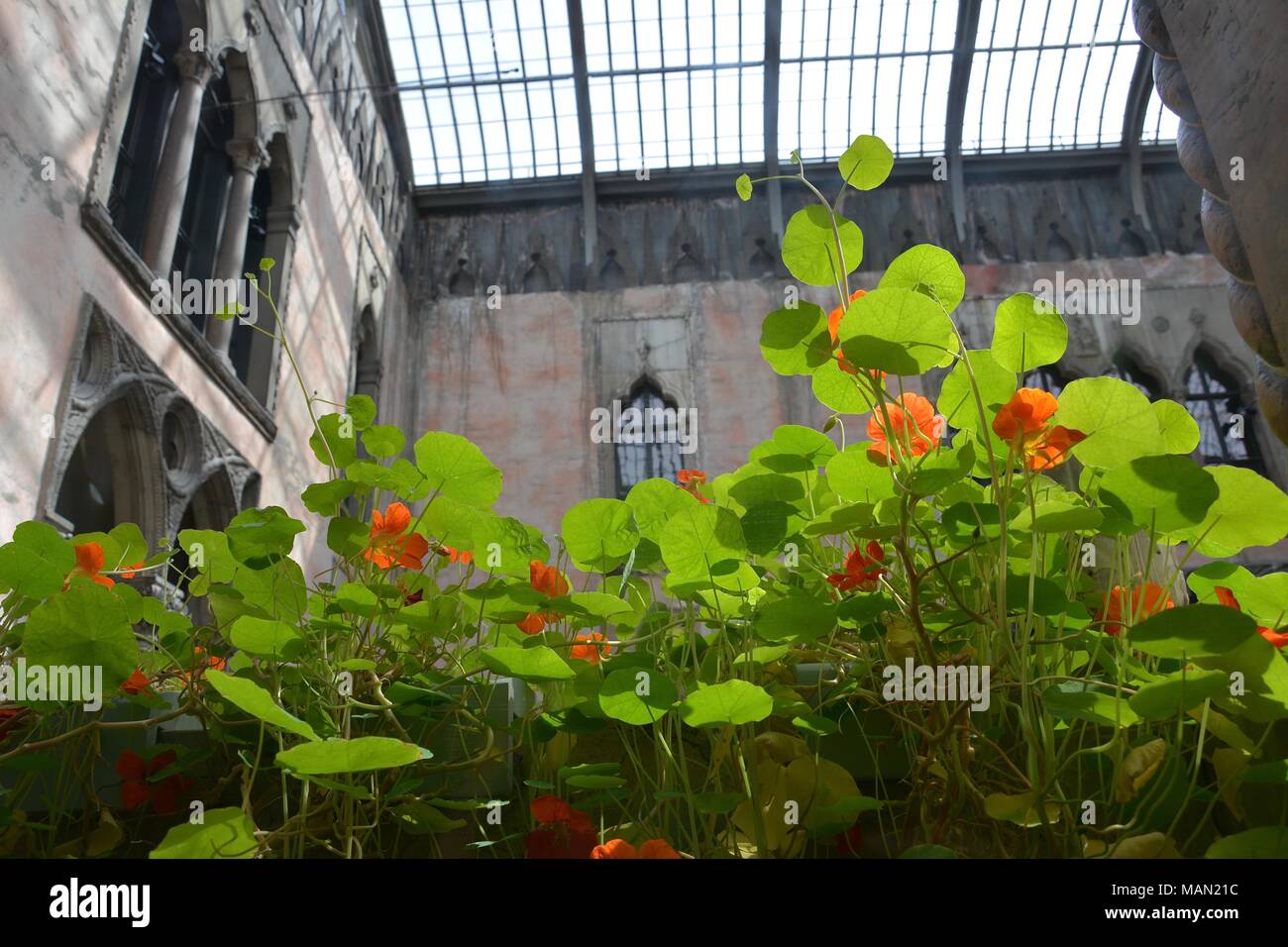 The Hanging Nasturtiums in the atrium of the Isabella Stewart Gardner