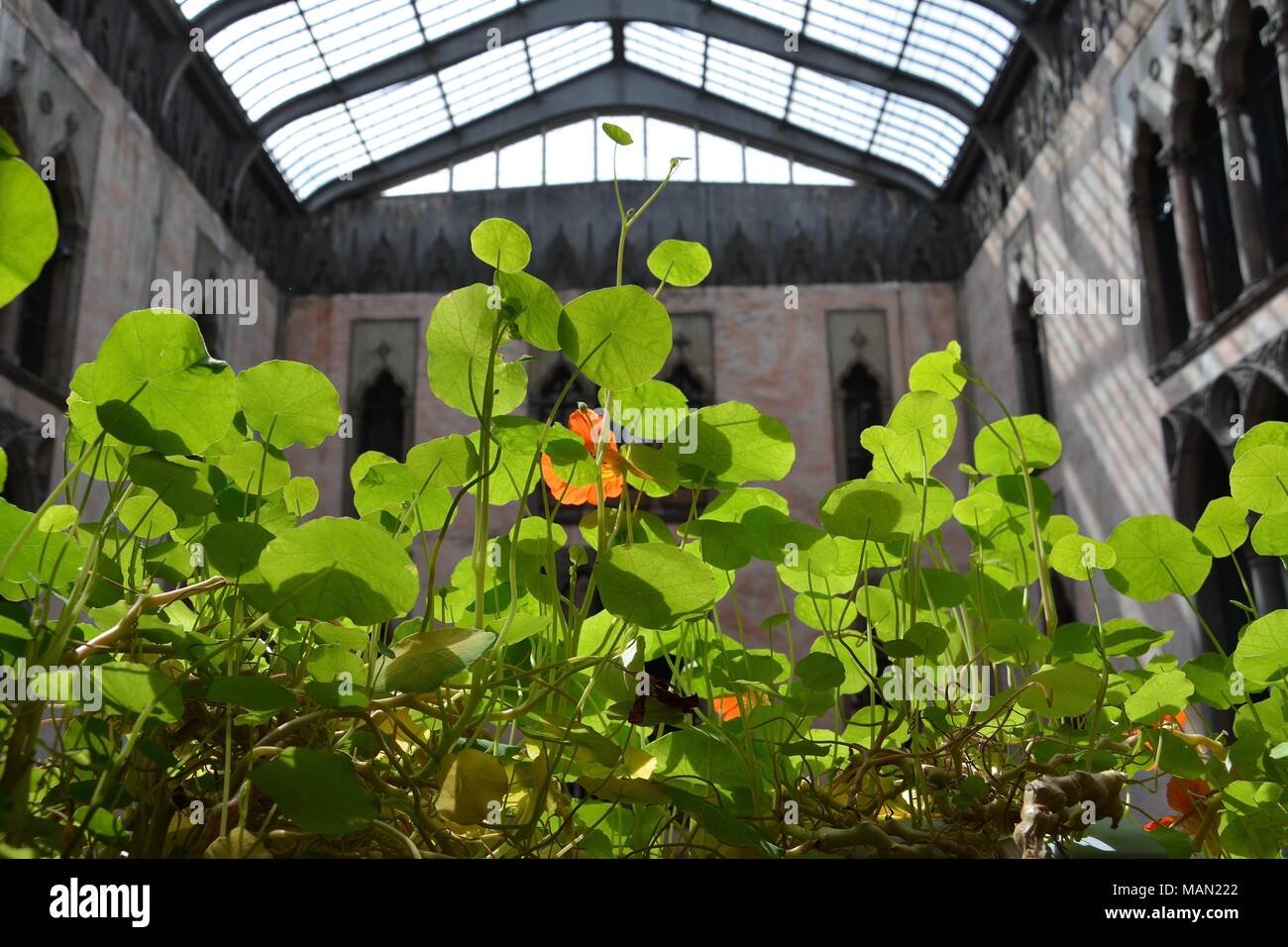 The Hanging Nasturtiums in the atrium of the Isabella Stewart Gardner