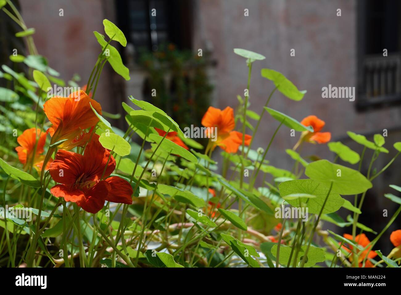 The Hanging Nasturtiums in the atrium of the Isabella Stewart Gardner