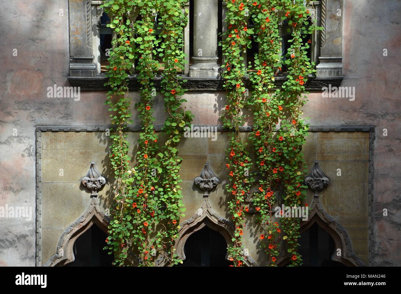 The Hanging Nasturtiums in the atrium of the Isabella Stewart Gardner