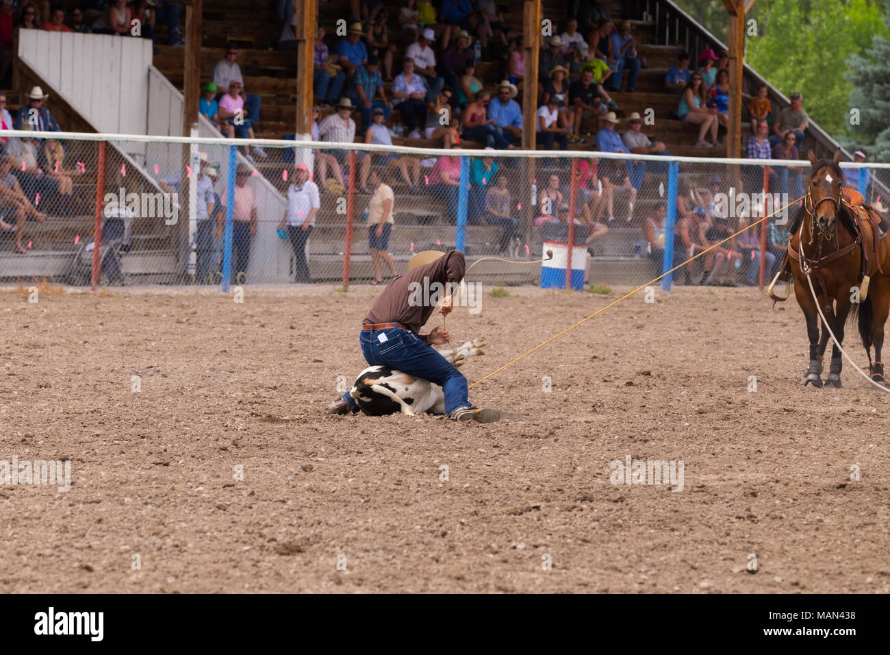 Cowboy is tying his calf in a local calf roping competition. Stock Photo