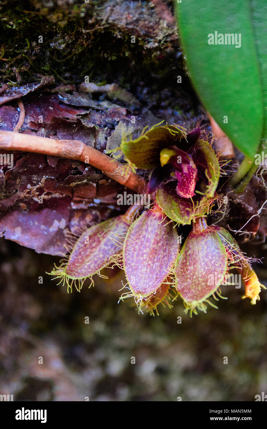 Singto khayuk khayui, Day's Bulbophyllum(Bulbophyllum dayanum Rchb.f.) orchid in the habitat. Stock Photo