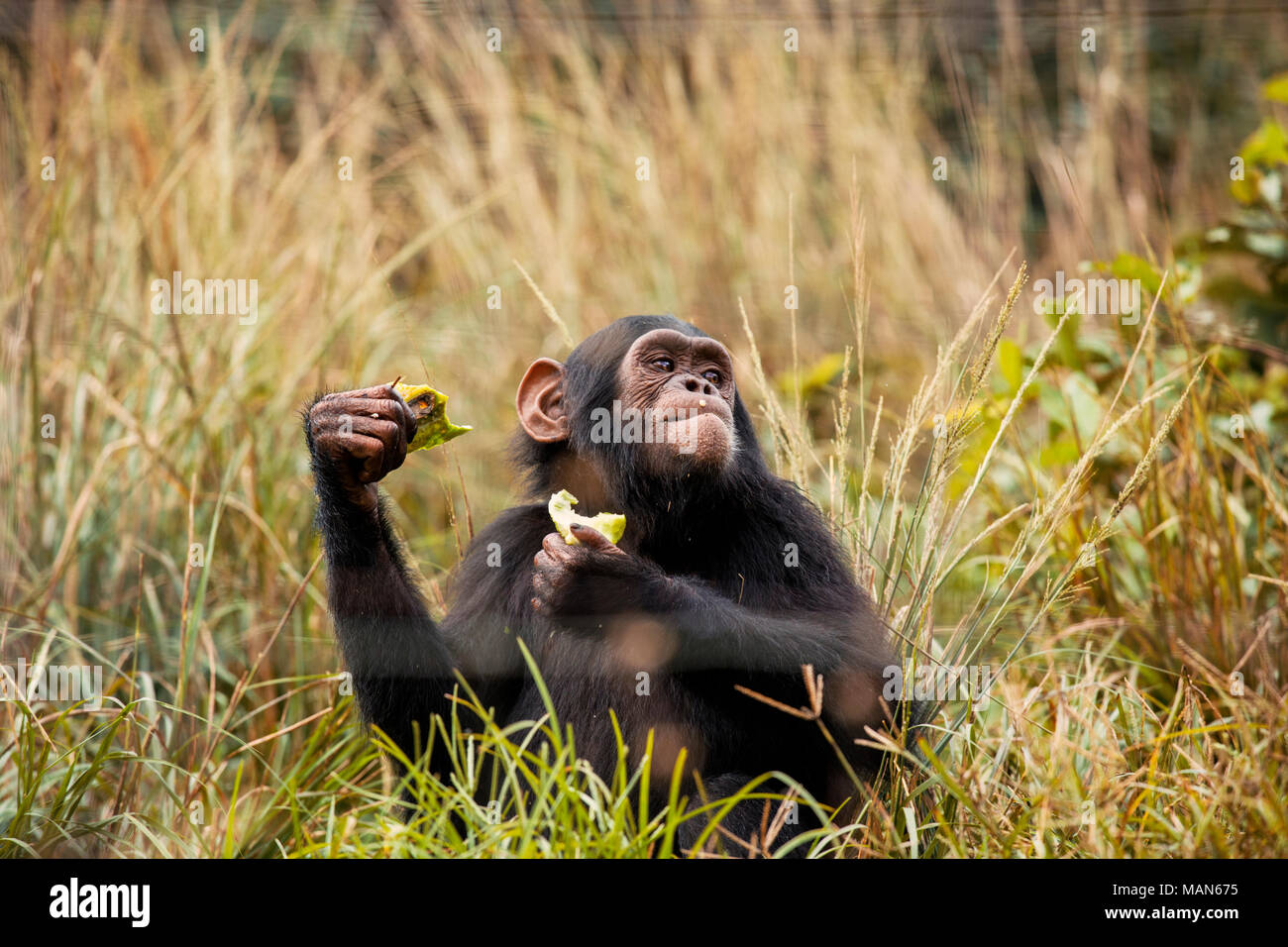 Baby Chimpanzee Cute Hi Res Stock Photography And Images Alamy