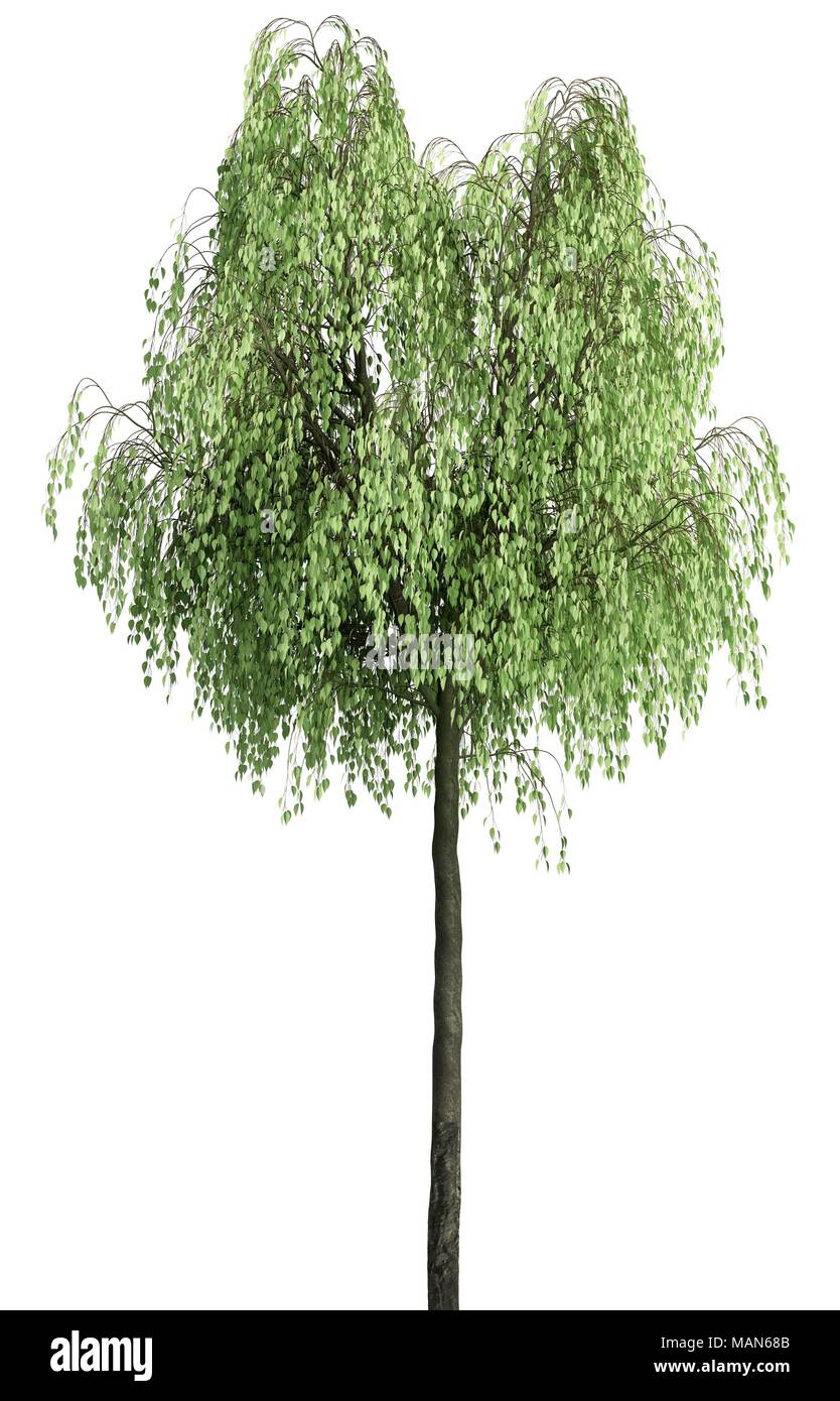 Tree isolated on a white background 3d Illustration Stock Photo - Alamy