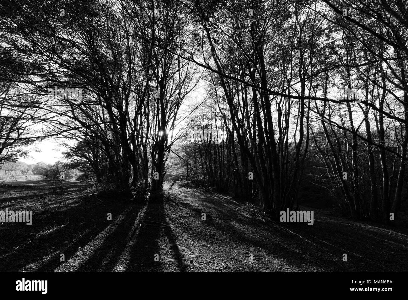 Trees in Canfaito forest (Marche) at sunset with low sun filtering through and long shadows Stock Photo