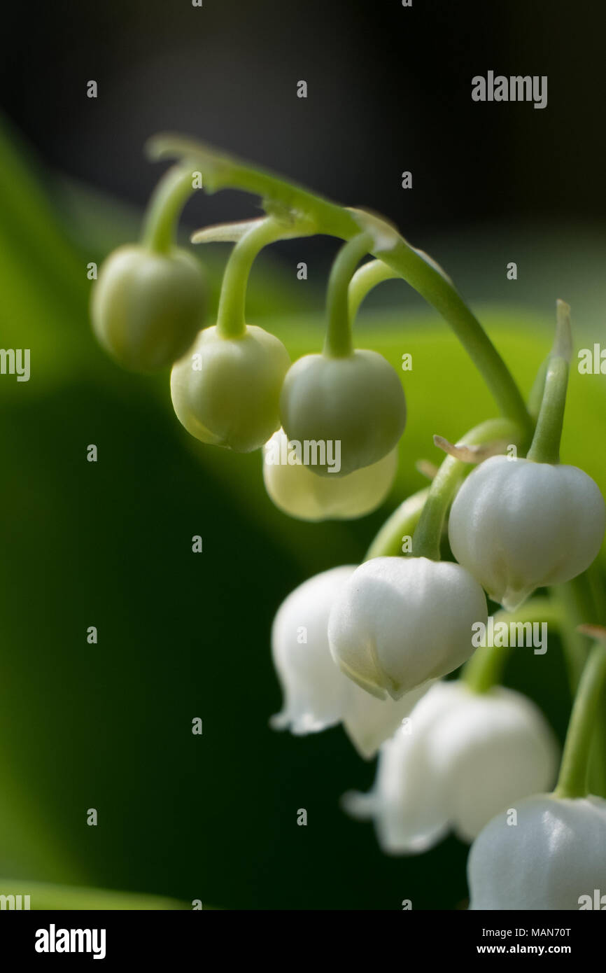 Lily of the Valley flowering in the summer sun in an English country
