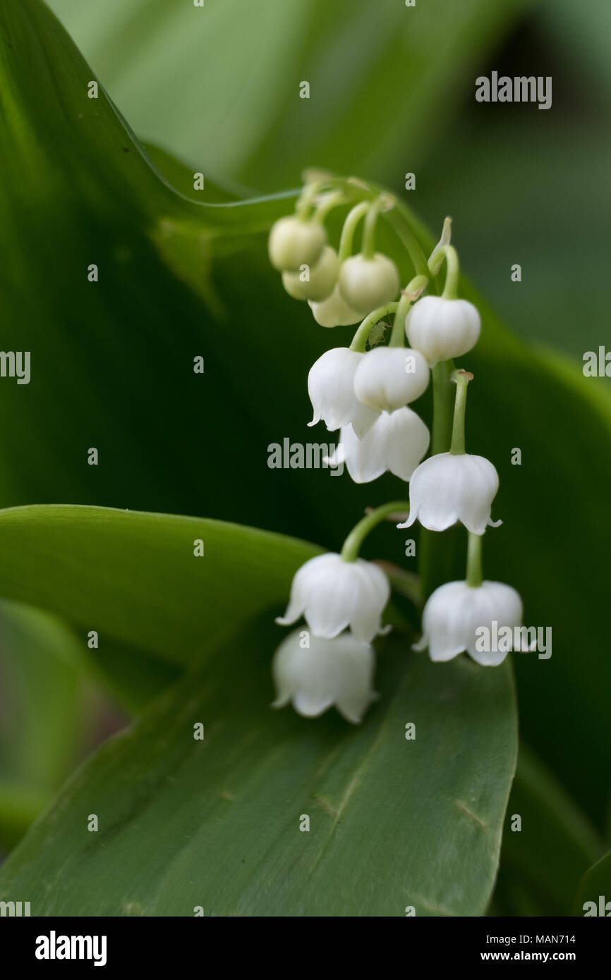 Lily of the Valley flowering in the summer sun in an English country