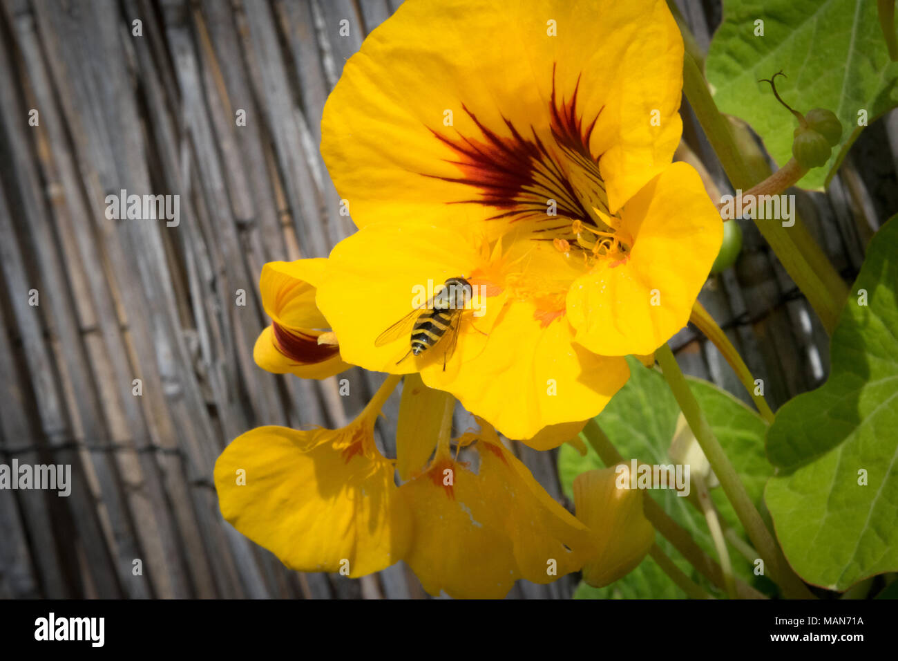 Colourful Nasturtiums grow against a sunny wall in an English garden