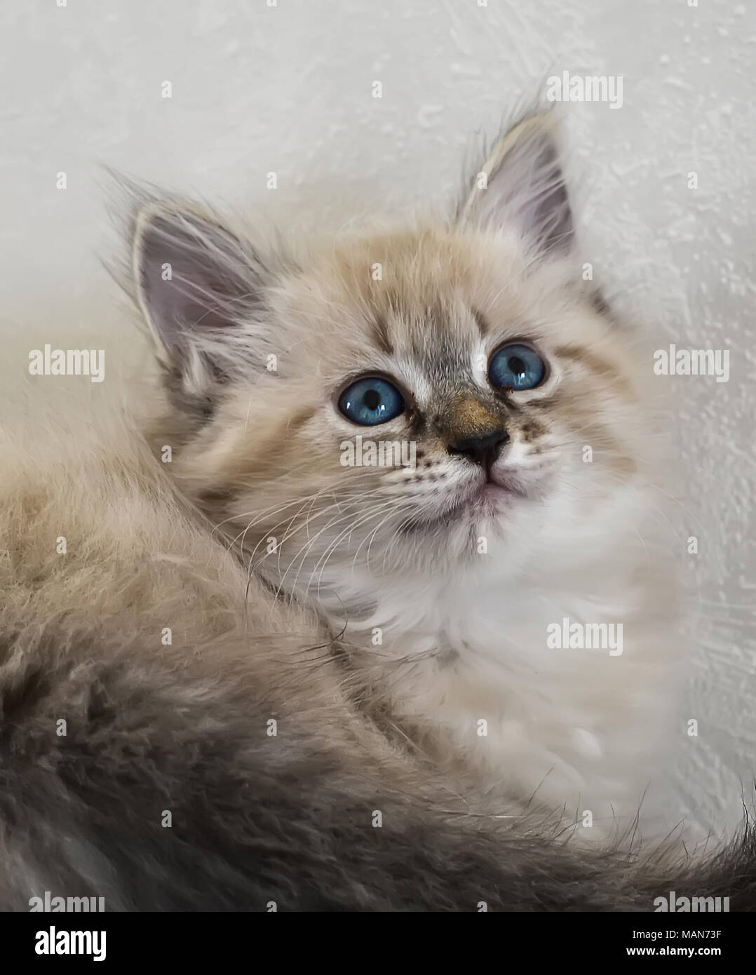 White siberian cat blue eyes hi-res stock photography and images - Alamy