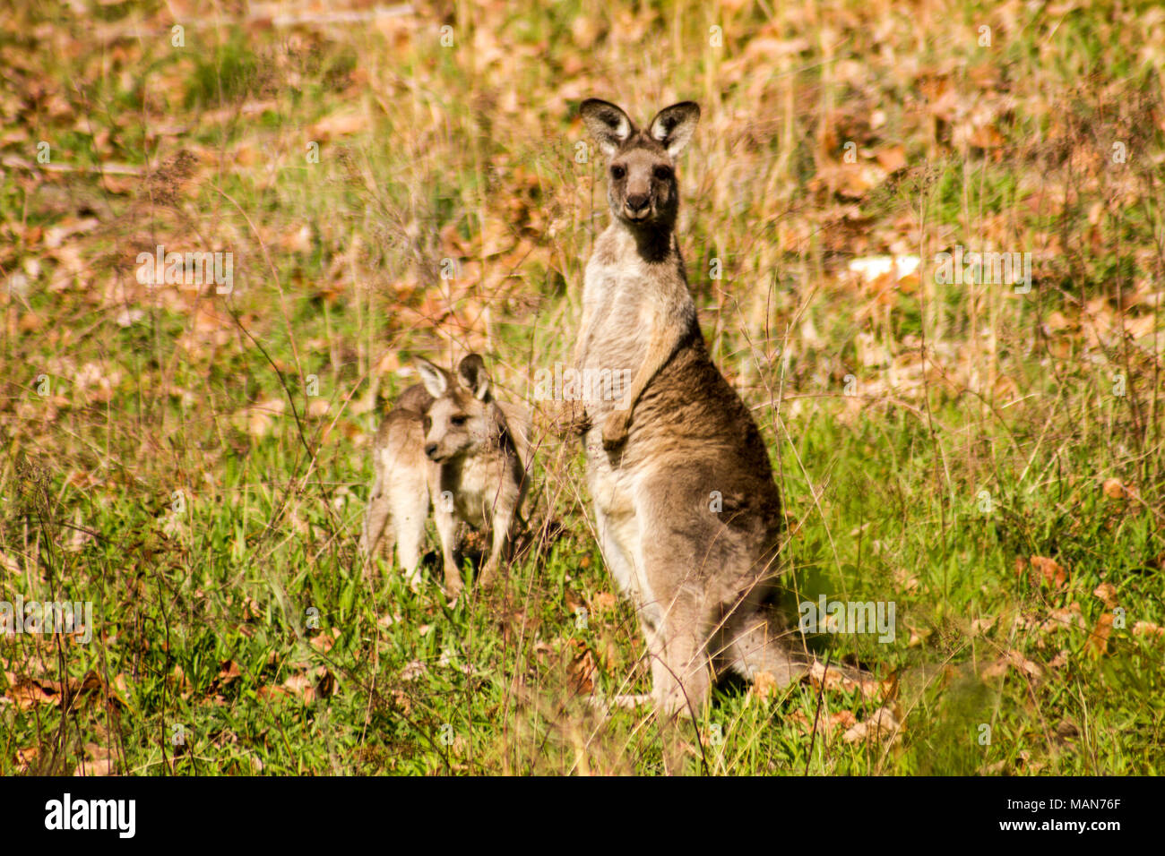 Mother Kangaroo stands tall while her joey feeds on the grass, the unusual attraction at Talbingo Tourist Park Stock Photo
