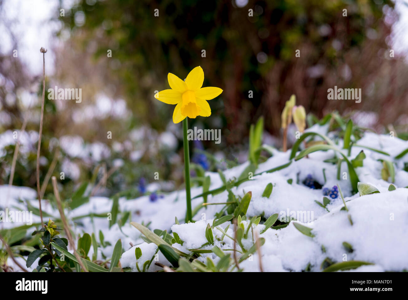 Daffodil in the spring surrounded by snow. Strong determined flower pushing though a layer of ice and snow that covers the garden around Stock Photo