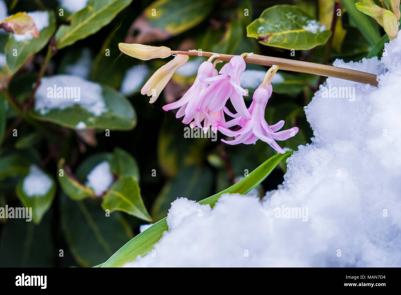 Hyacinths in the spring surrounded by snow. Strong determined flowers pushing though a layer of ice and snow that covers the flower bed Stock Photo