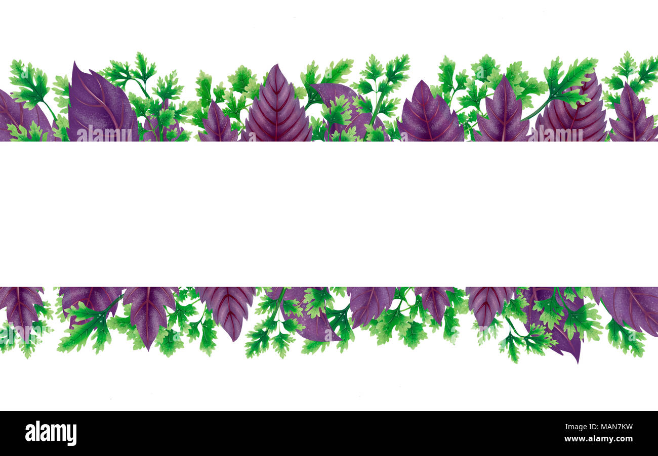 Illustration of Basil and parsley. Decor of liane. Stock Photo