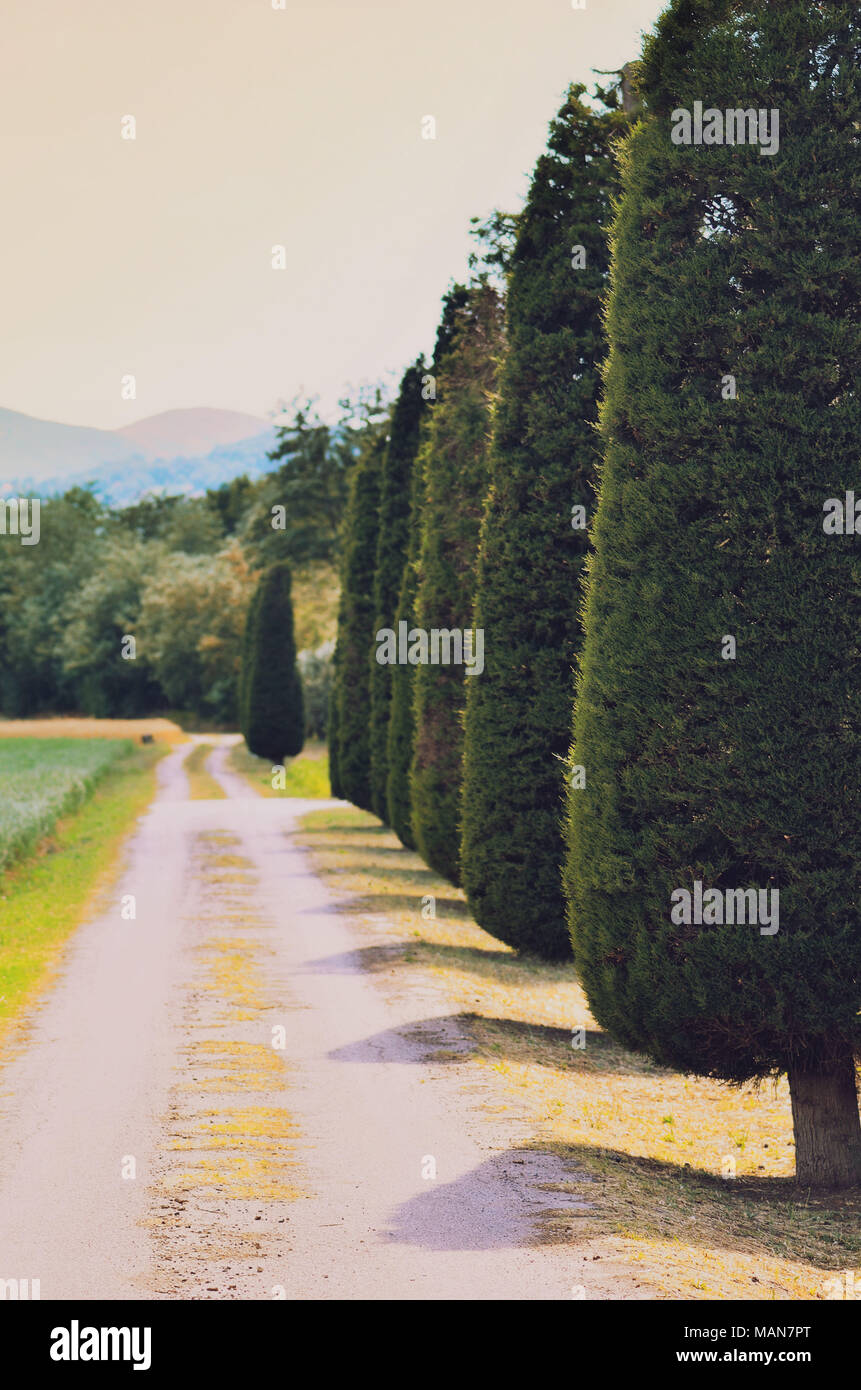 Country road with Italian cypress trees , book cover concept Stock