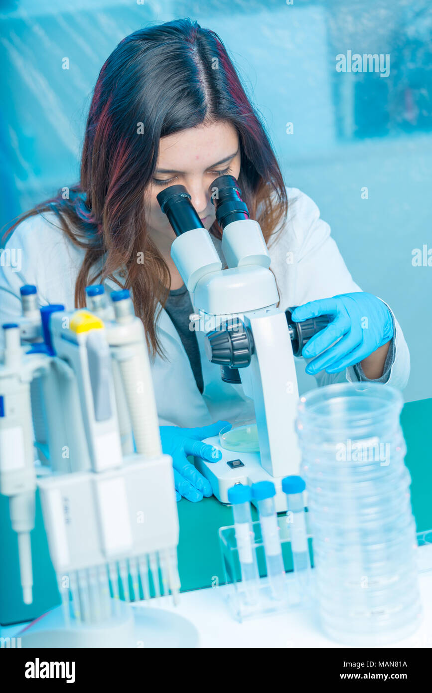 petri dish in the laboratory microscope Stock Photo - Alamy