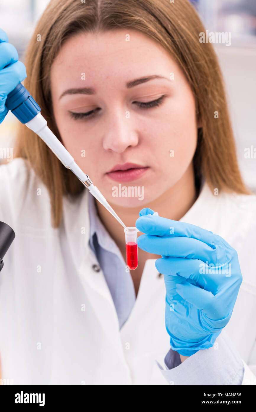 technician in the lab preparing slides Tissues for microscope Stock ...