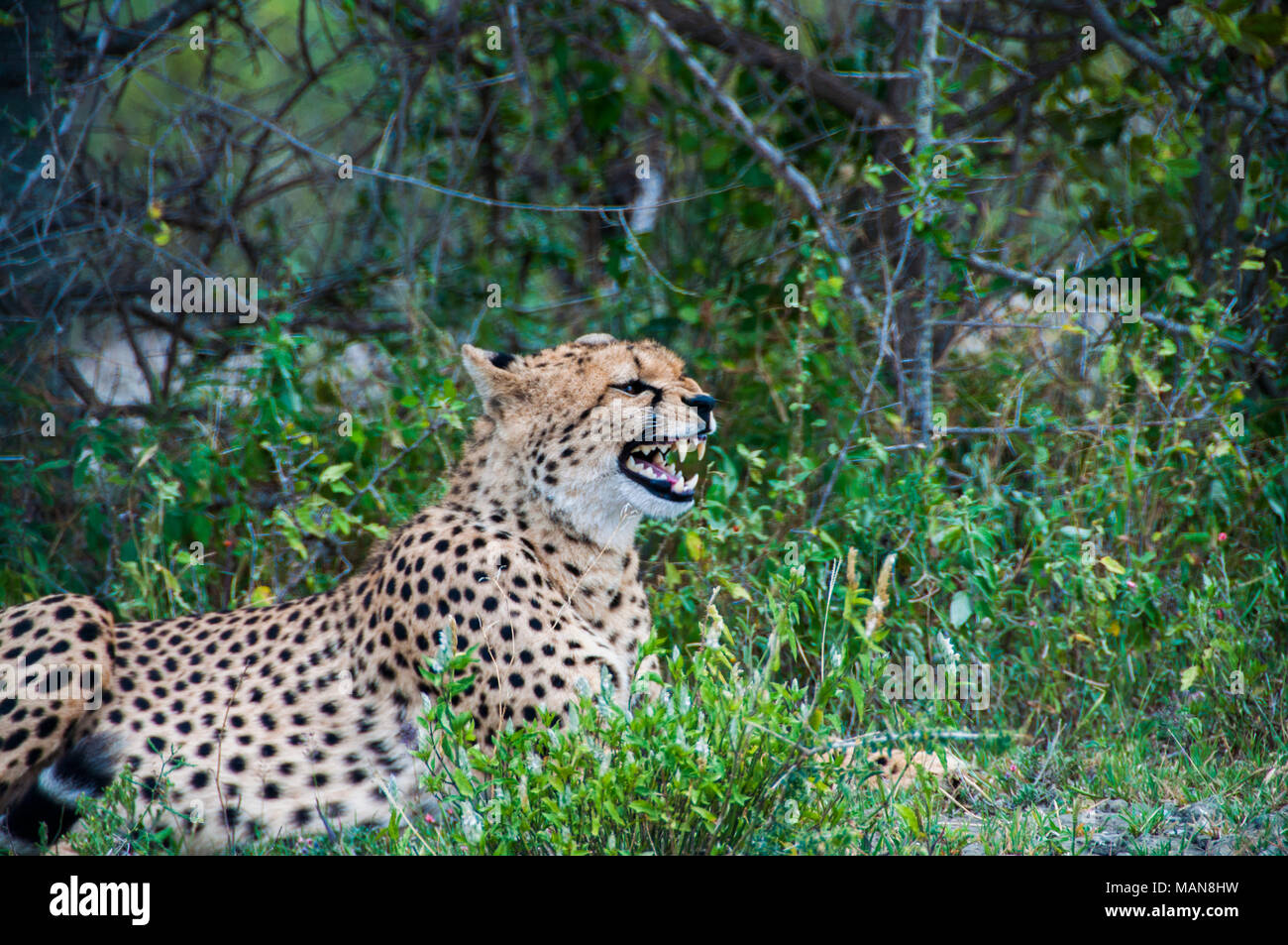 Rare photo of a cheetah with its mouth wide open, showing its teeth. Tanzania, Africa Stock Photo