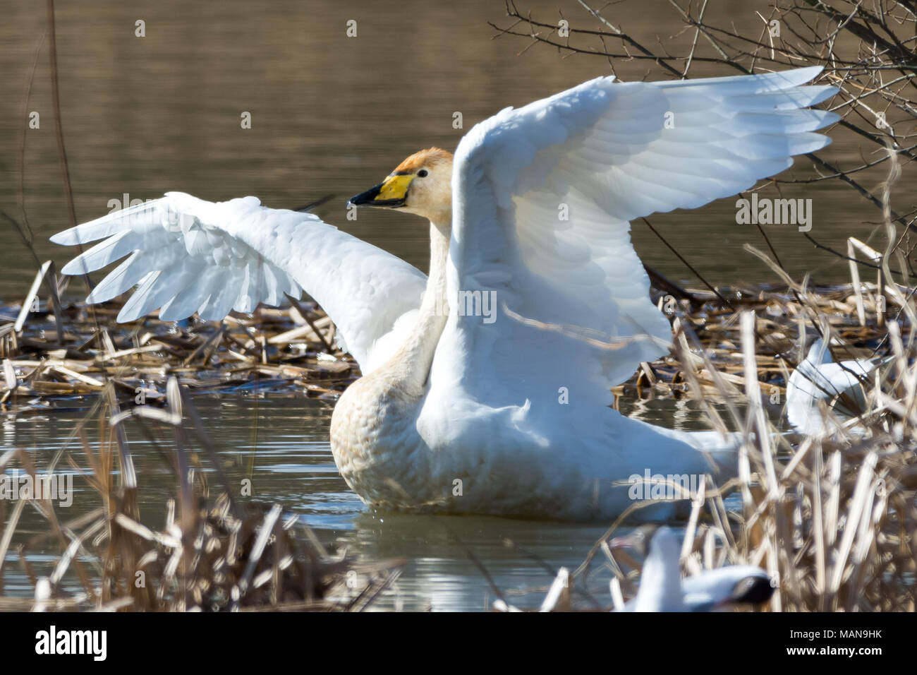 Whooper Swan stretching at Potteric Carr Nature Reserve, Yorkshire Stock Photo