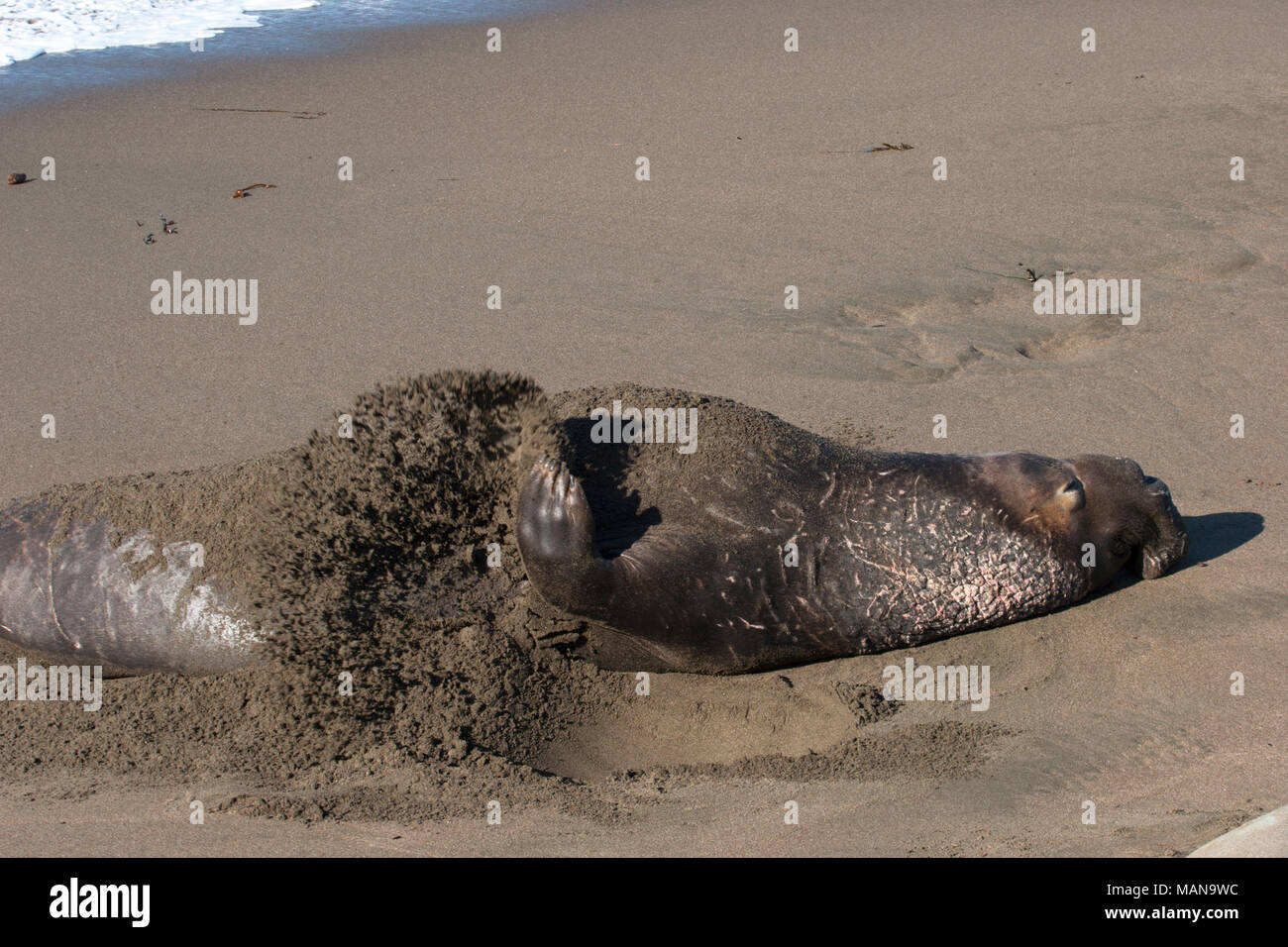 Male northern Elephant Seal flipping sand on the beach (Mirounga angustirostris Stock Photo Alamy