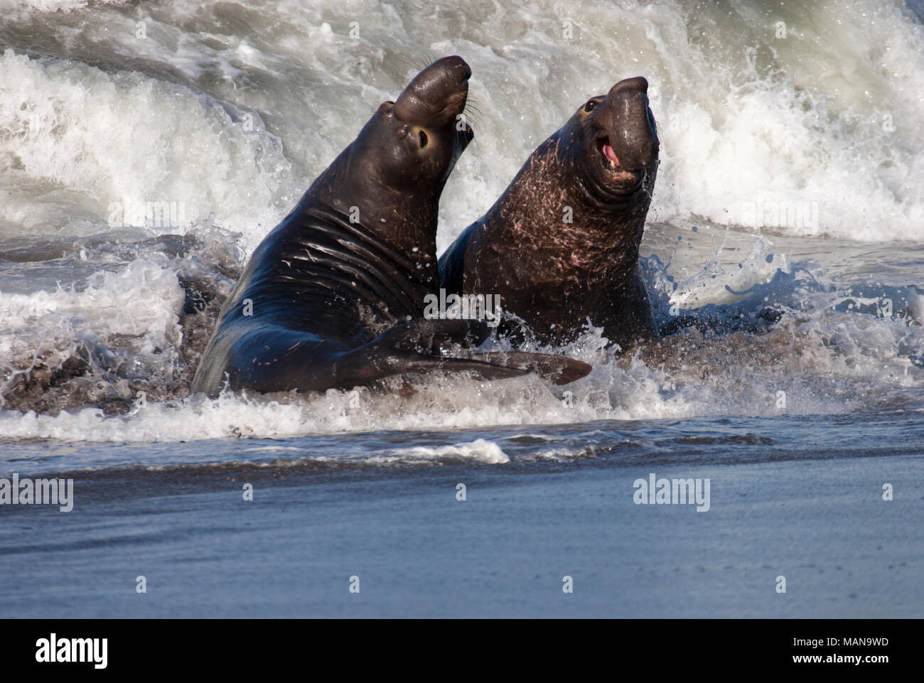 Northern Elephant Seal males (Mirounga angustirostris) fighting in surf on Pacific Ocean shore Stock Photo