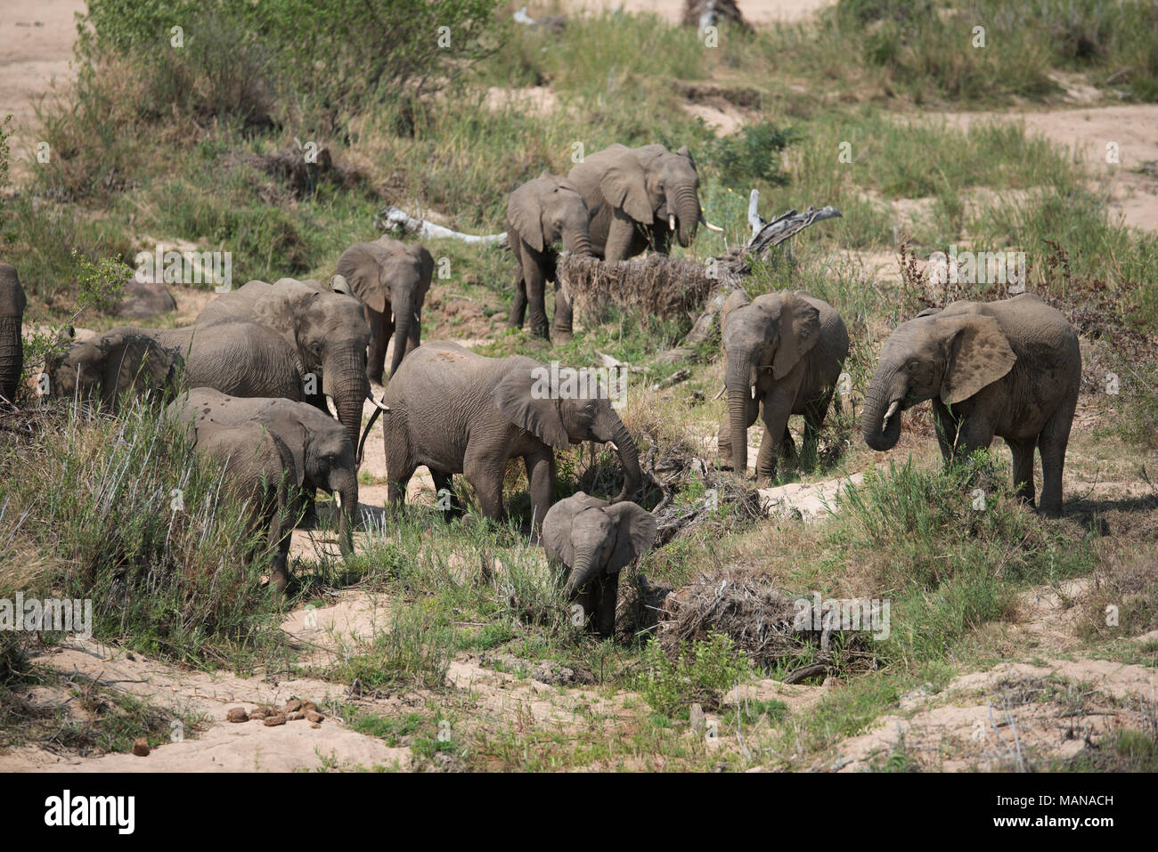Breeding herd of elephants feeding amongst the reeds in a dry riverbed Stock Photo