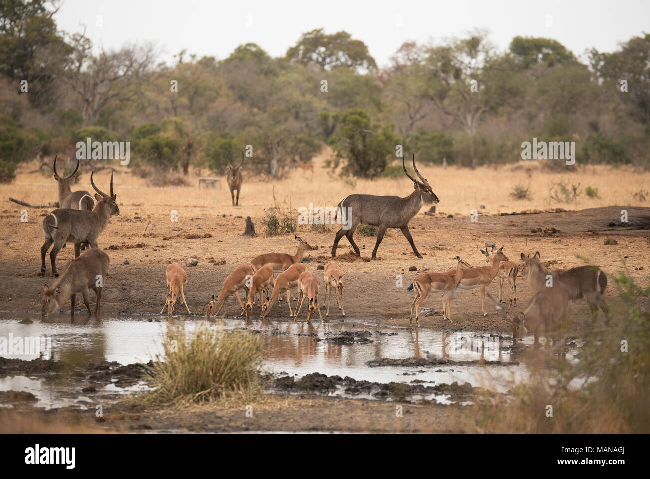 Herd of impala and waterbuck drinking from a pan in the Kruger Park Stock Photo