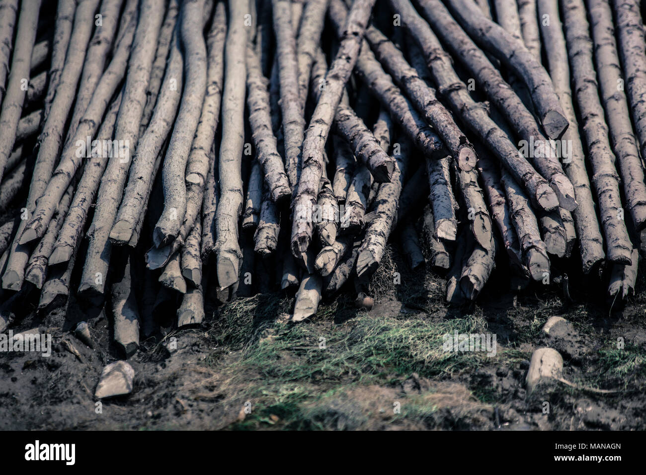 Freshly sawn log pile for sun basking treatment before processing Stock Photo