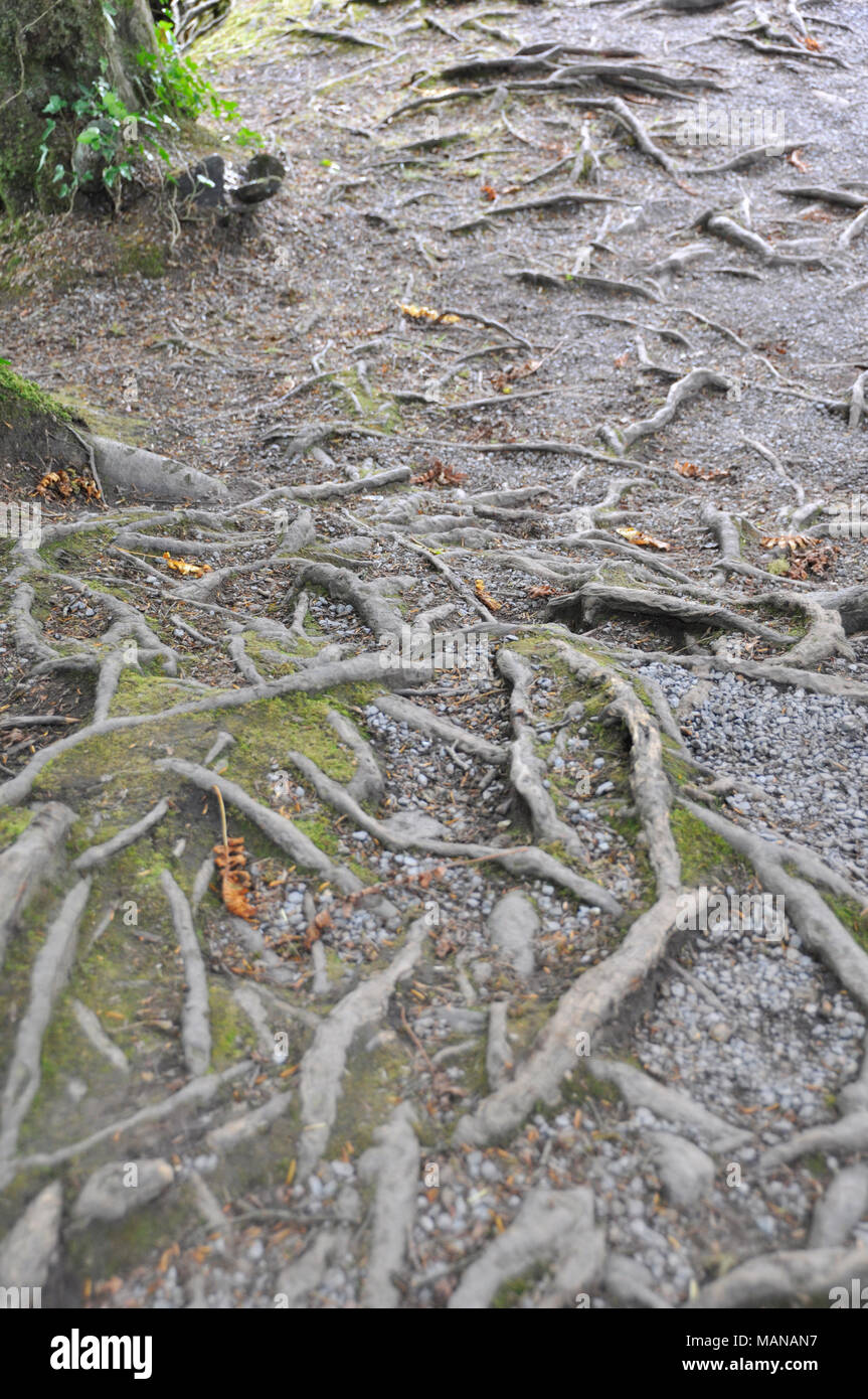 Irish roots hi-res stock photography and images - Alamy