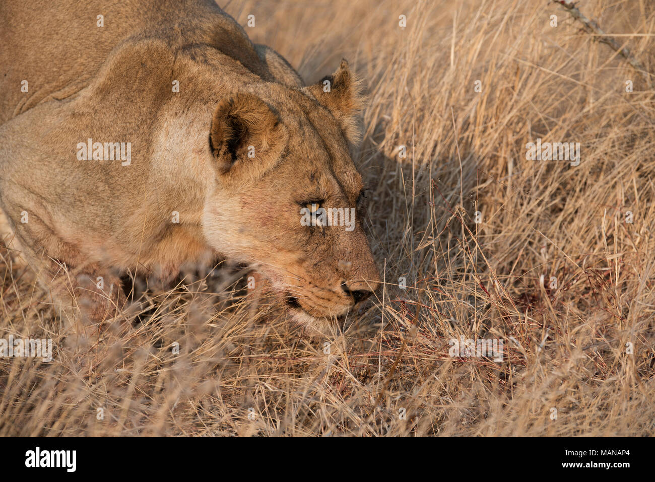 Lioness smelling some blood on grass Stock Photo