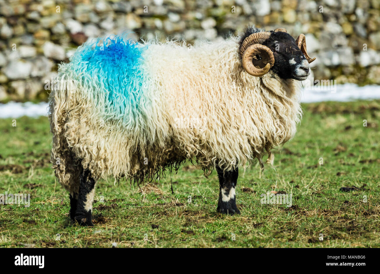 Dalesbred Ram with curly horns, facing right in the Yorkshire Dales, England, UK.  Space for copy.  Landscape Stock Photo