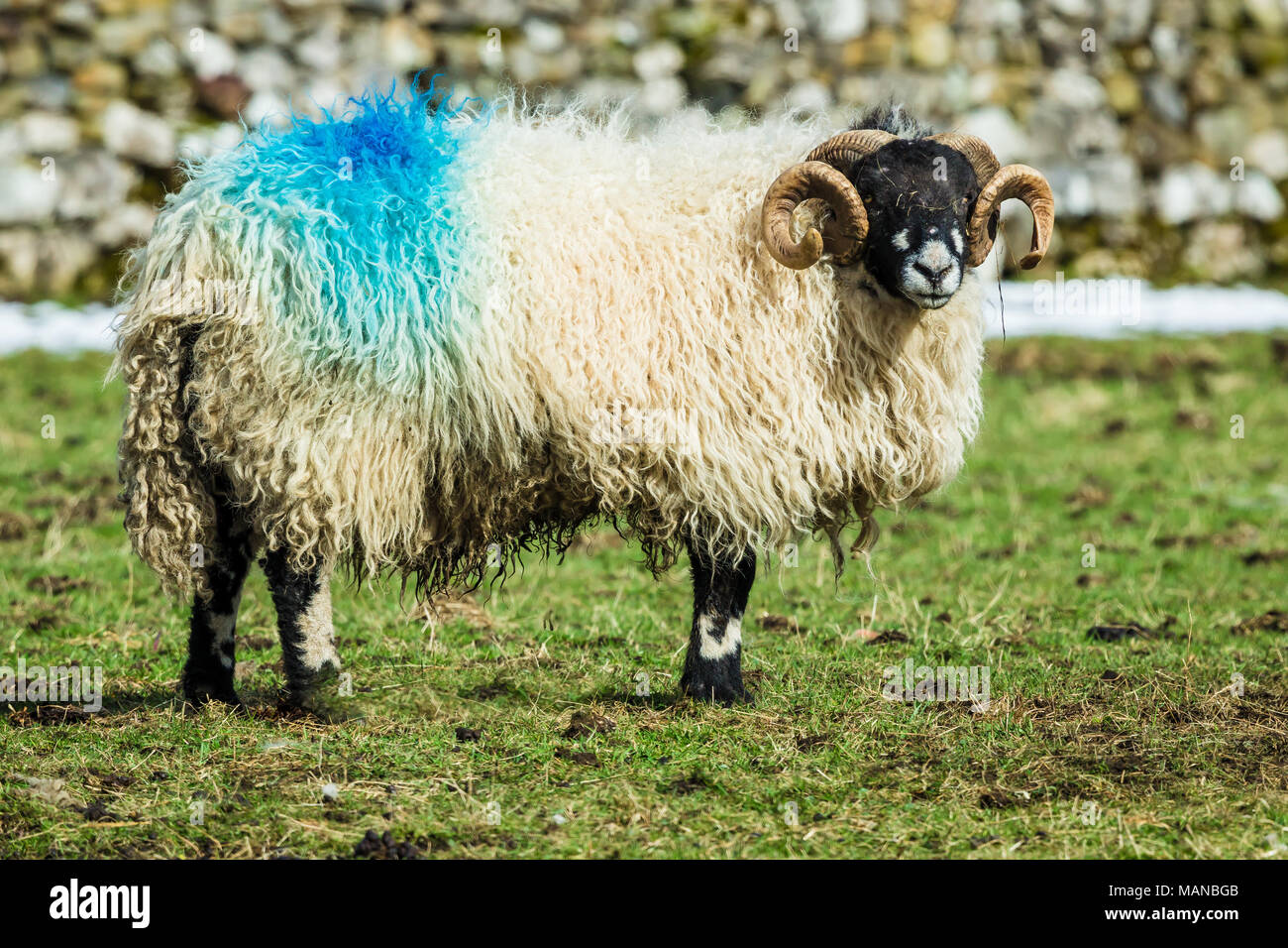 Dalesbred Ram in the Yorkshire Dales, England, UK with curly horns.  facing forward.  Space for copy. Landscape Stock Photo