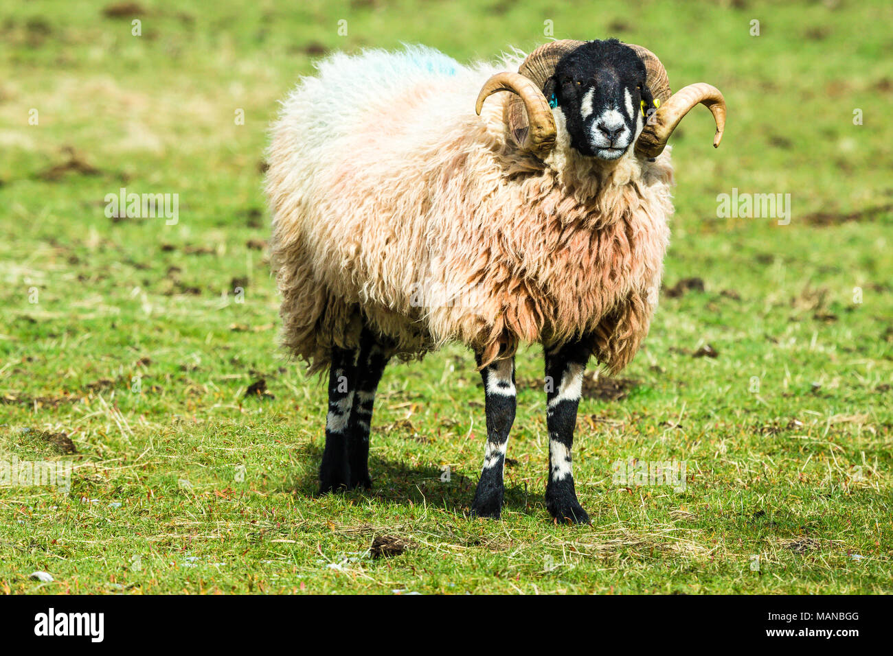 Dalesbred Ram facing forward with two very curly horns.  Hubberholme, Yorkshire Dales, England, Space for copy.   Landscape Stock Photo