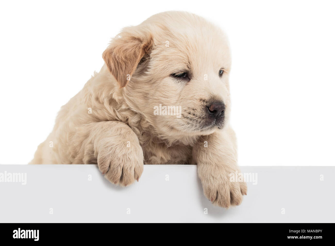 Fluffy Chow-chow puppy, isolated Stock Photo
