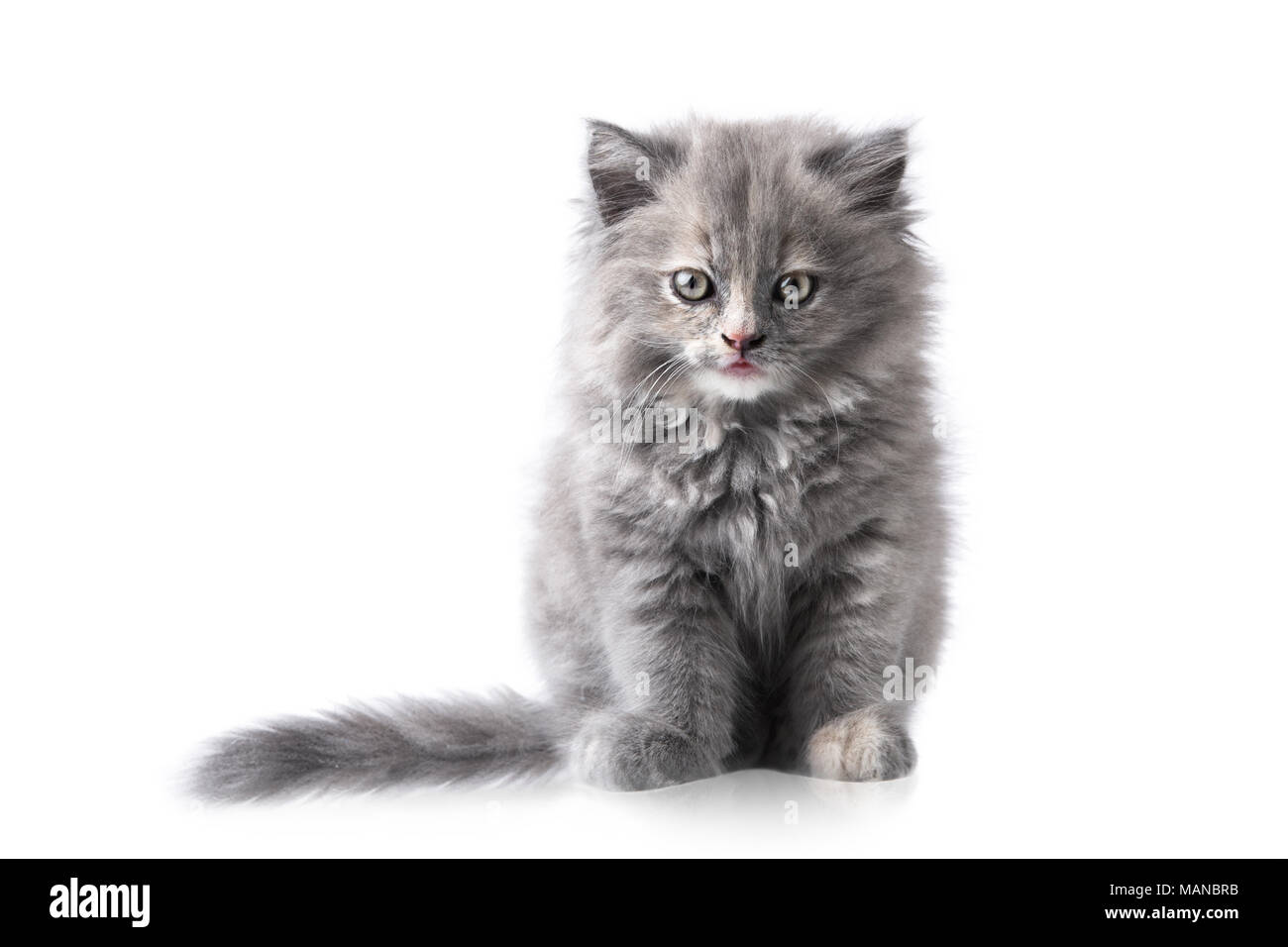 Portrait of little cat isolated on white background Stock Photo - Alamy