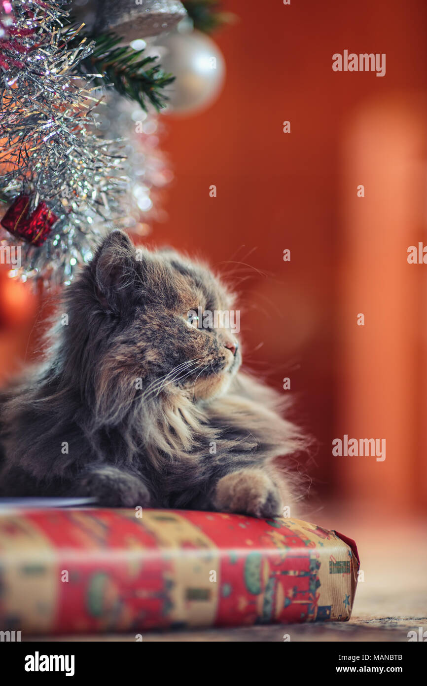 Cute kitten laying under the christmas tree Stock Photo Alamy