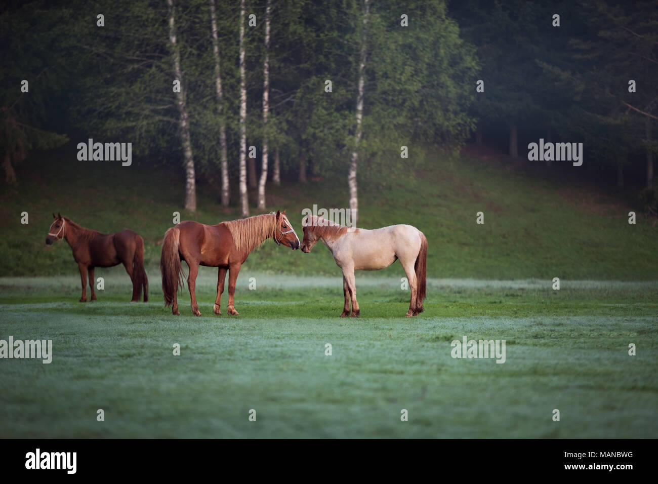 Horse in a field Stock Photo