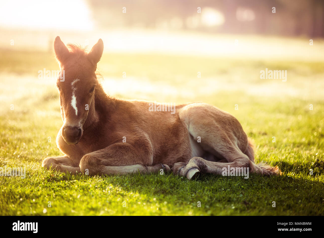 Little horse laying down on a green grass in a field, sunrise shot Stock Photo