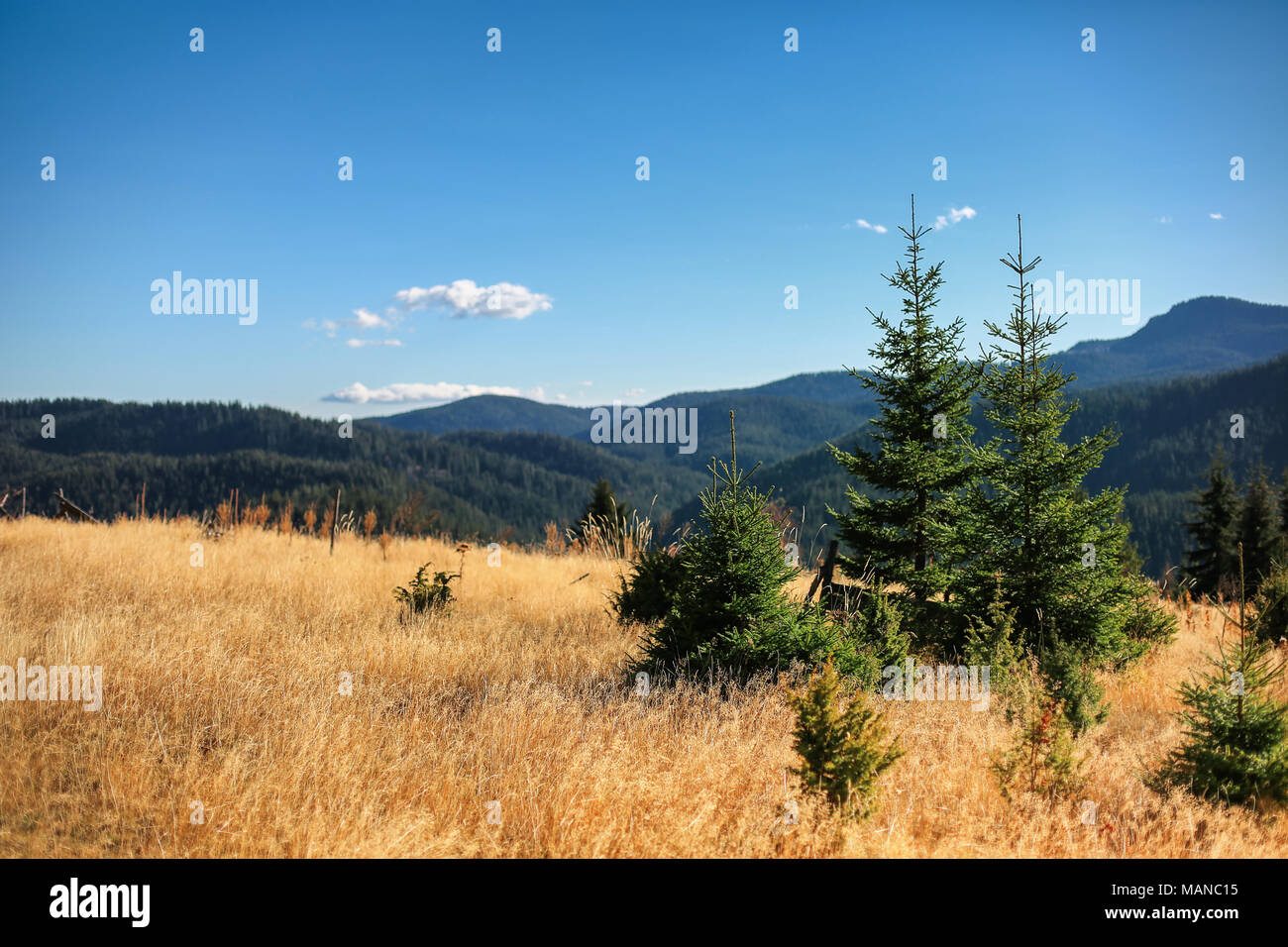 Beautiful pine trees on background high mountains Stock Photo - Alamy