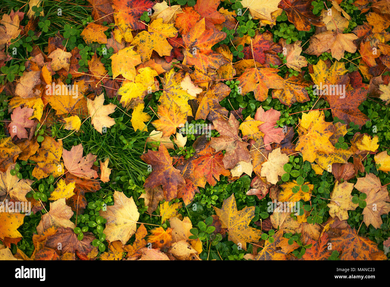 Colorful background of autumn leaves Stock Photo - Alamy