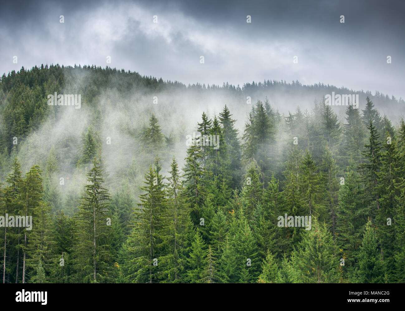 Sunrise over misty pine forest on the mountain slope in a nature ...