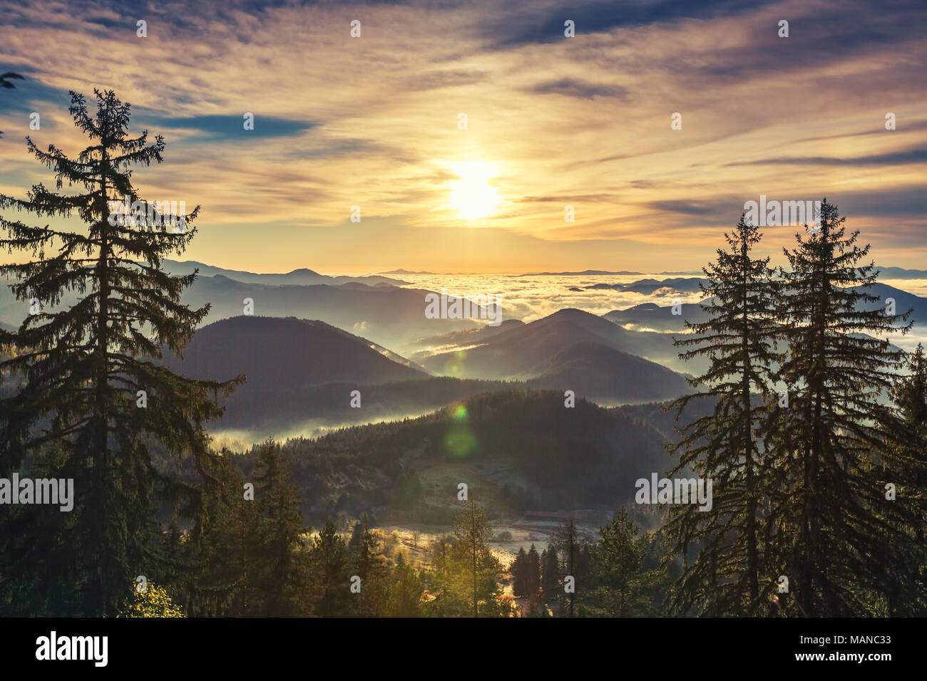 Sunrise over misty pine forest on the mountain slope in a nature ...