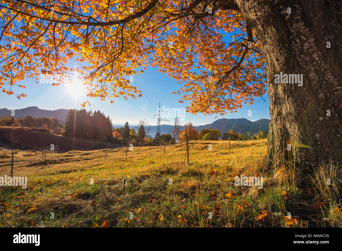 The mountain autumn landscape with colorful forest Stock Photo - Alamy