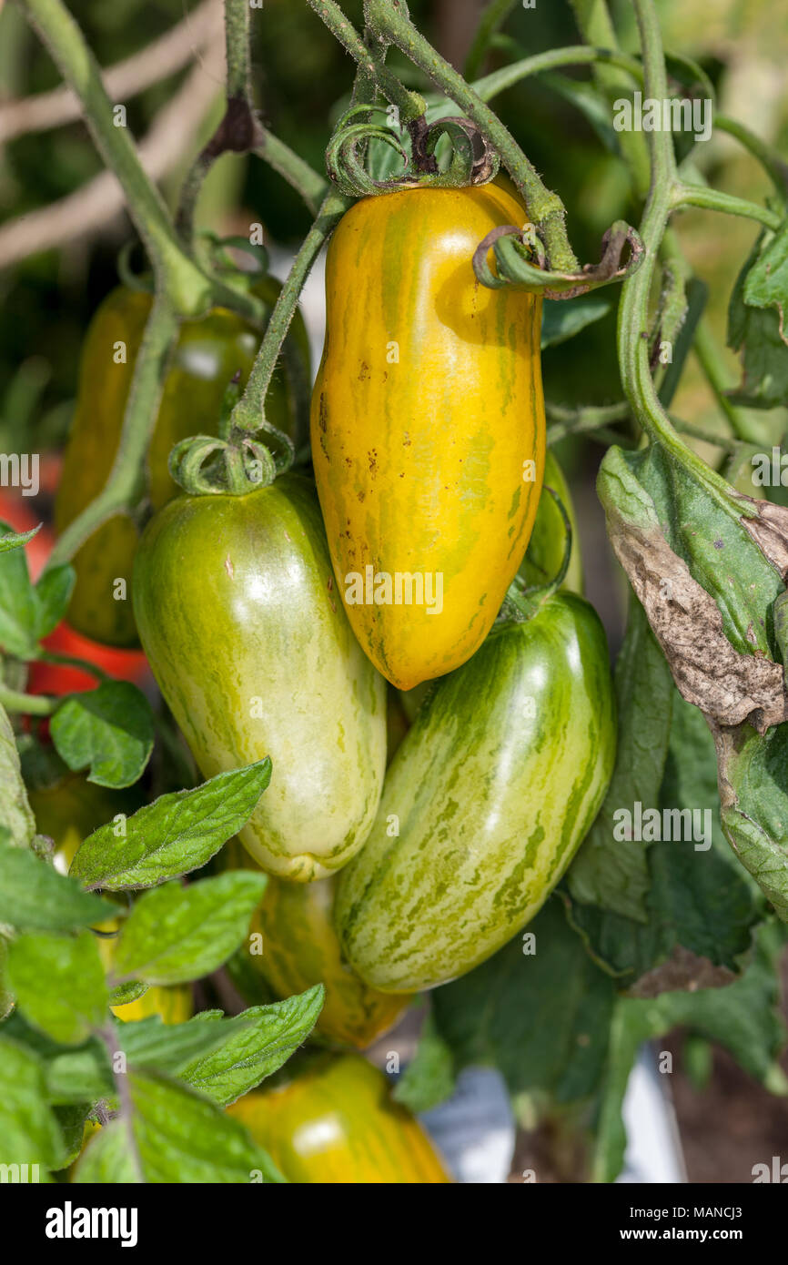 'Green Sausage' Tomato, Tomat (Solanum lycopersicum) Stock Photo